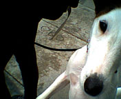 jasmine