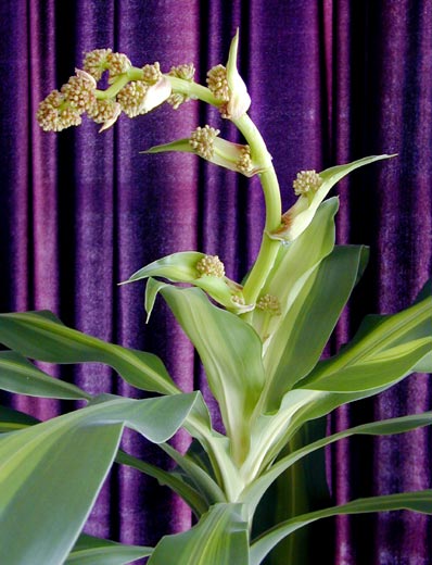 fred in bloom