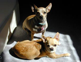 the pups